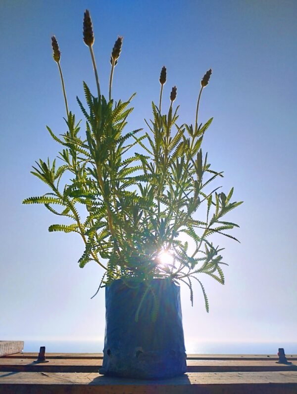 Lavanda