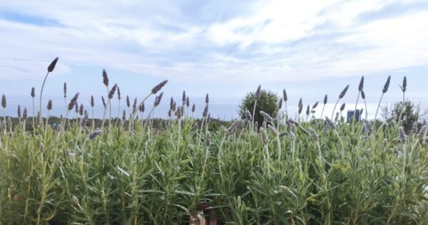 Lavanda - Imagen 2