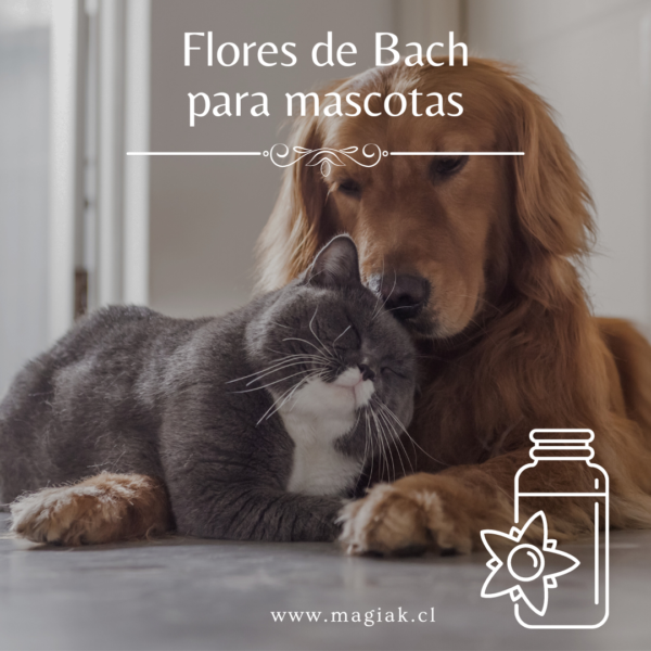 Flores de Bach para Mascotas